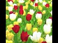 Flower Section Analysis