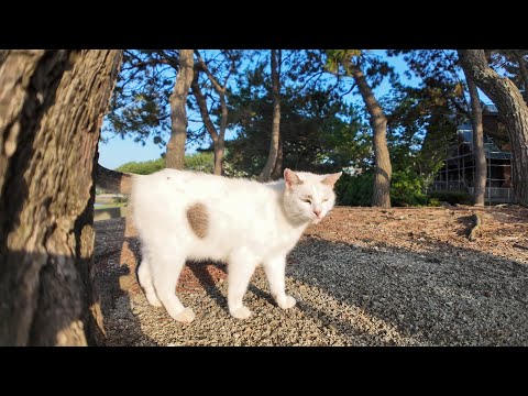 海辺の公園でよく喋る猫と出会った