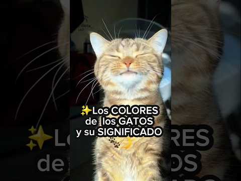 ✨️Los COLORES de los GATOS y SU SIGNIFICADO #gatos #cat #coloresgatos #significado