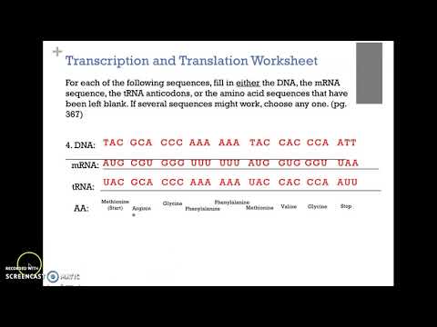 Transcription And Translation Practice Worksheet Answers Jobs Ecityworks