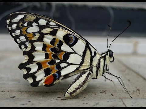 無尾鳳蝶孵化、變態和羽化 - YouTube(2:36)