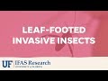 Research on Invasive Species Impact