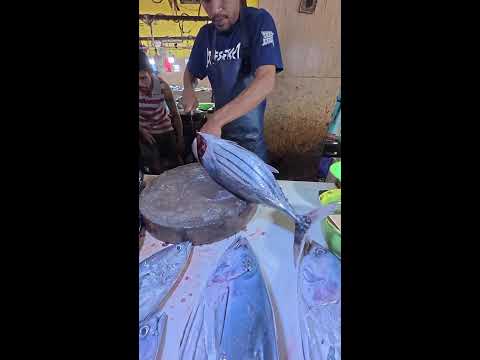 Skipjack Tuna Cutting