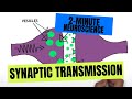 Understanding Synaptic Transmission