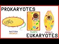 Bacterial Cells and Antibiotics Concepts