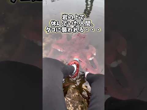 ㊗️100万再生突破！！！タコさんの動画見て笑ったら寝ろwwww