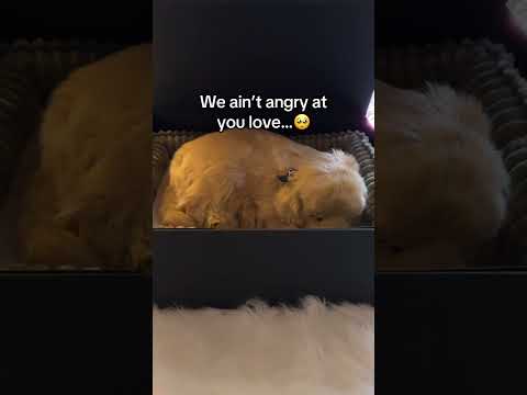 Eye miss you so much 😭❤️🩹 #pets #dogsoftiktok #petsoftiktok #dogloss