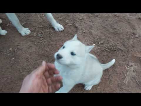 wolf hybrid puppies for