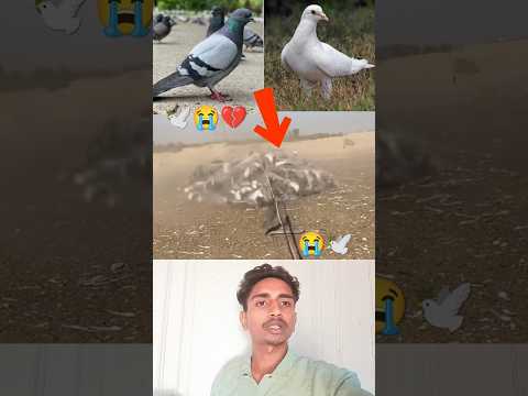 kabootar ki video 😭💔🕊️#pigeon #birds #animals #pets #attitude#pigens #bird #kabootar#pyra