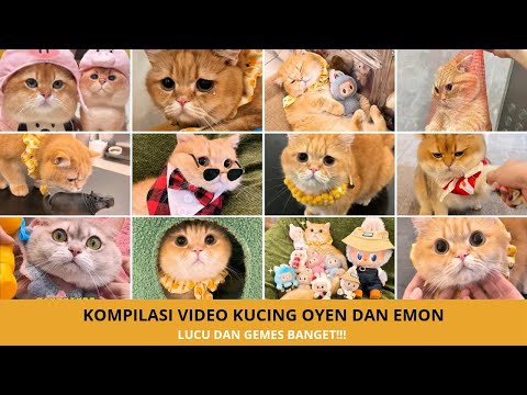 Kompilasi Tingkah Lucu Kucing Oyen & Emon! Bikin Ngakak Setiap Detik
