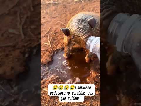 Tatu sendo socorrido