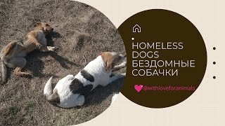 Бездомные собачки. Homeless dogs.