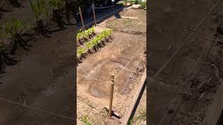 My wife and I have this garden going and now we started another one #shorts #805 #subscribe #fyp