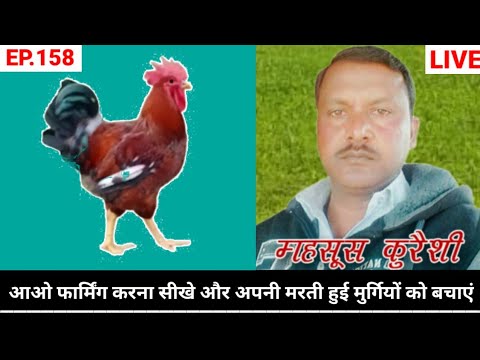 EP 158 : देसी मुर्गी पालन //DESI MURGI PALAN is live!