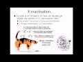 X Inactivation and Genetic Expression