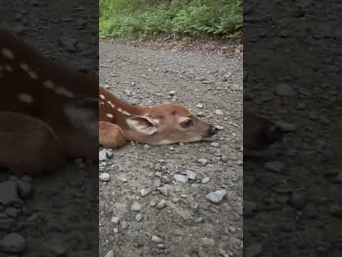 Newly born fawns freeze in the middle of the road