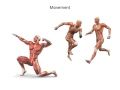 Exploring the Muscular System: Types and Functions