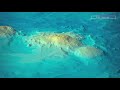 Sound and Sonar in Geoscience