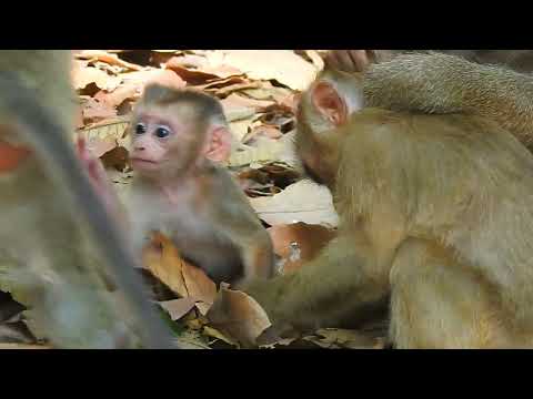 Baby Monkey Taking Brave First Leap #wildlife