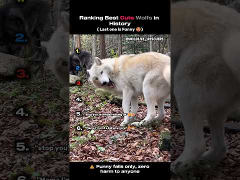 Ranking Best Cute Wolfs in History