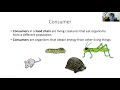 Understanding Food Chains and Ecosystems