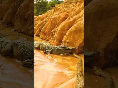 Anaconda vs Crocodile - The Ultimate Showdown