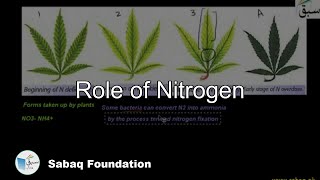 Role of Nitrogen