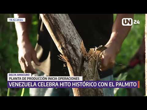 Venezuela celebra hito histórico con producción de palmito