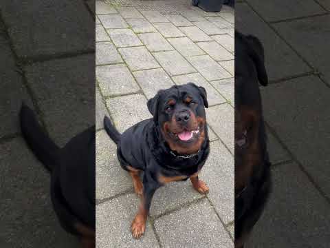 Advocating to stop docking the tail❌ #dog #rottweiler #dogbreed #dogs #rottweilerpuppy #pets