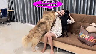 Wow!!Kwan adopted new friend TONO be best friend with TOTO,finally what's happen?