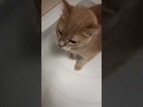 Кот просит открыть душ.