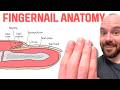 Nail Anatomy and Functions