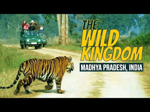 Exploring the Wild Kingdom of Madhya Pradesh: A Journey into Boundless Nature | Buffer Mein Safar