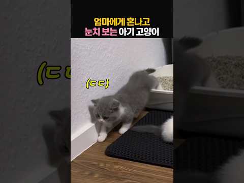 엄마에게 혼나고 눈치 보는 아기 고양이