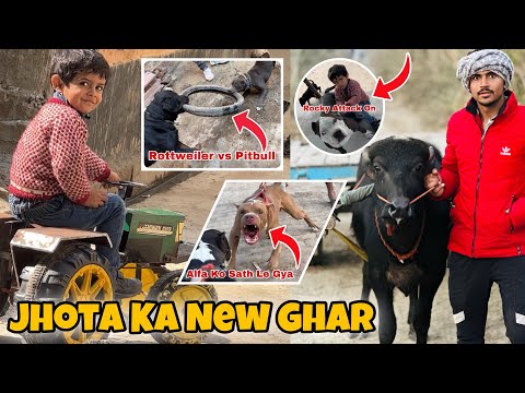 Vihu Ko Tractor Pe Nishu Deshwal Ka Photo Lagvana🥳 New Pitbull Ghar Aate Hi Pikku Se Atak Gaya