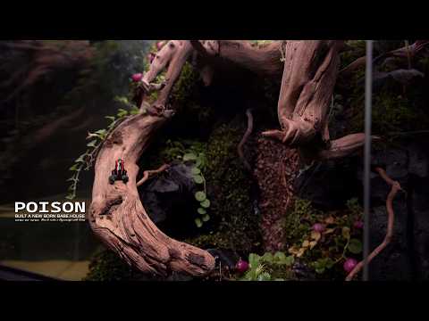 Make Frogs' Rainforest Paludarium