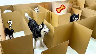 HUSKIES VS CATS is a Competition To Find Hidden Treats in a Maze