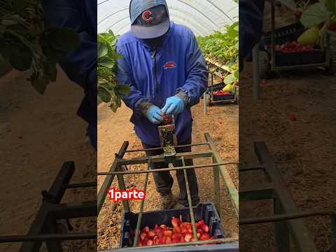 𝙥𝙞𝙨𝙘𝙖𝙣𝙙𝙤 𝙛𝙧𝙚𝙨𝙖𝙨🍓𝙙𝙚 𝙘𝙖𝙣𝙚𝙧𝙞𝙖😱 #inmigrantes #sueñoamericano #campesinos #campesinosenusa #california