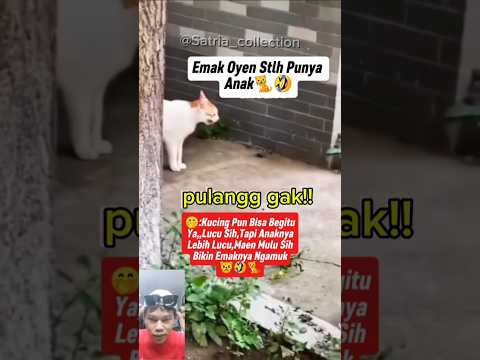 Bocil Main mulu,disuruh pulang emaknya #viralvideo #funny #cat #comedy