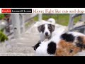 Understanding the Expression 'Fighting Like Cats and Dogs'
