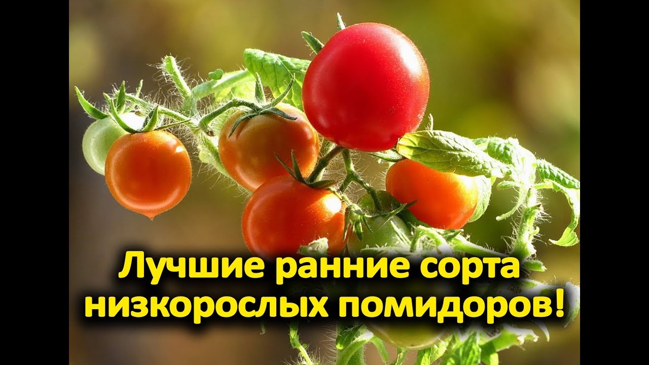 Лучшие ранние сорта низкорослых помидоров!