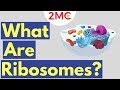 Ribosome Structure and Function