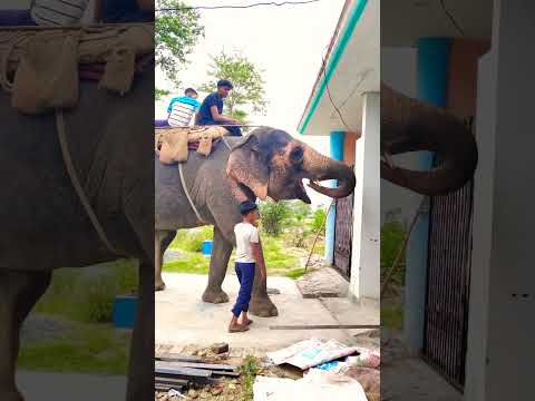 elephant love 💗