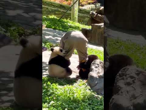 When I'm stressed, I like to watch cute pandas🤩#shorts #trending #viralvideo #panda #fyp #cutepanda