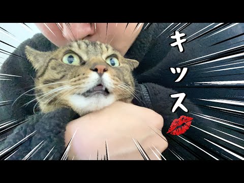 凶暴猫にキッスをしまくったら大変なことになった