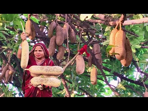 बालमखीरा का चूरण कैसे बनाये || पेट दर्द व गैस का रामबाण इलाज | Balam Kheera churan