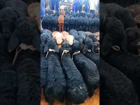 2 ой 3 ойлик кузилар!