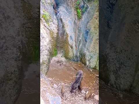 Secret den for pig's family #shortsfeed #shortsviral #shorts