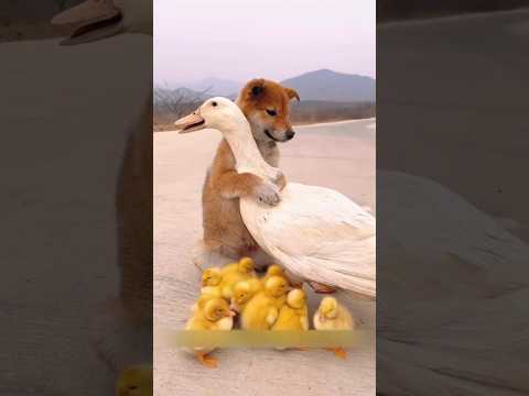 Orphaned Puppy Finds a Mother in a Duck #puppy #shorts #animals #duck #heartwarming