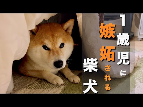 ずっと一緒に暮らしてきた柴犬に、１歳児の嫉妬が出てきて修羅場